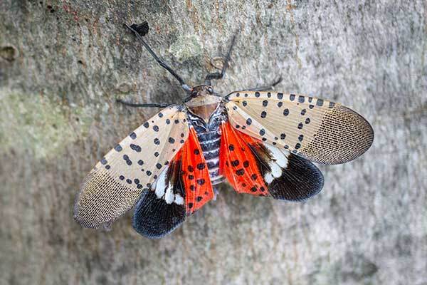 Spotted Lanternfly Treatment (Treat)
