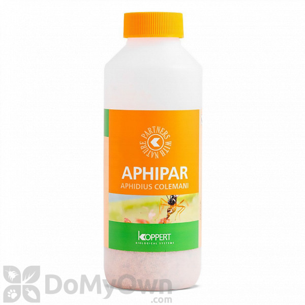 Koppert Aphipar (Aphidius colemani)