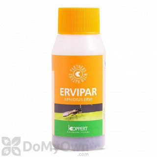 image of Koppert Ervipar (Aphidius ervi pupae)