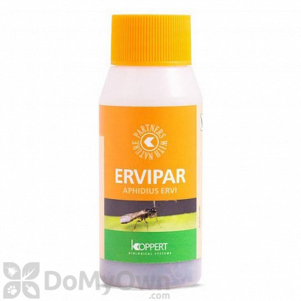 Koppert Ervipar (Aphidius ervi pupae) 500 ml