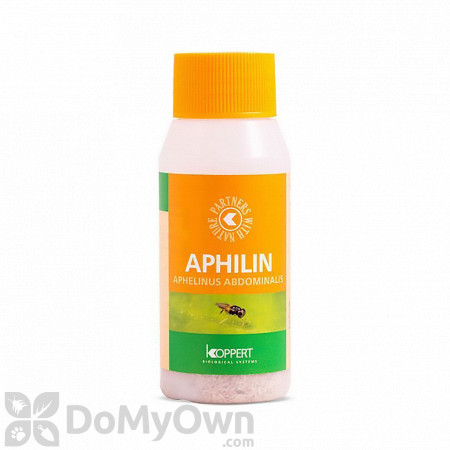 Koppert Aphilin (Aphelinus abdominalis) 