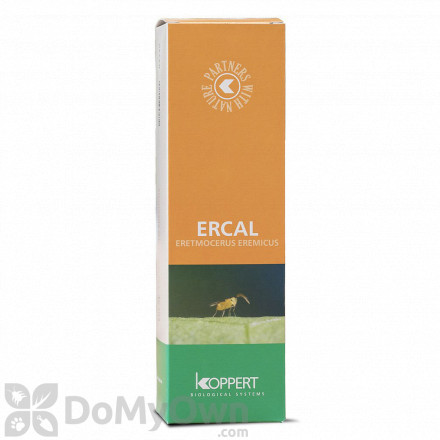 Koppert Ercal (Eretmocerus eremicus)