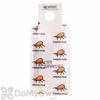 image of Koppert Thripex-Plus (Neoseiulus cucumeris) 500 pack
