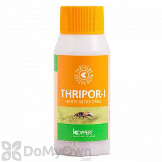 image of Koppert Thripor-I (Orius insidiosus) 100 ml