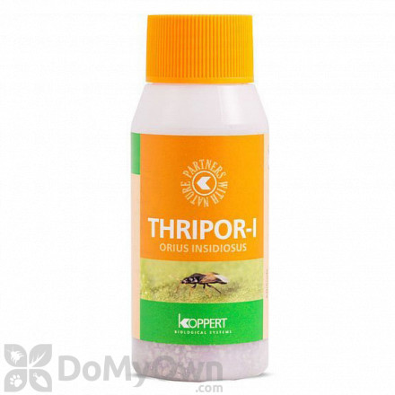 Koppert Thripor-I (Orius insidiosus) 100 ml
