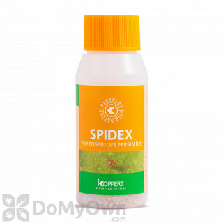 image of Koppert Spidex (Phytoseiulus persimilis) 4000