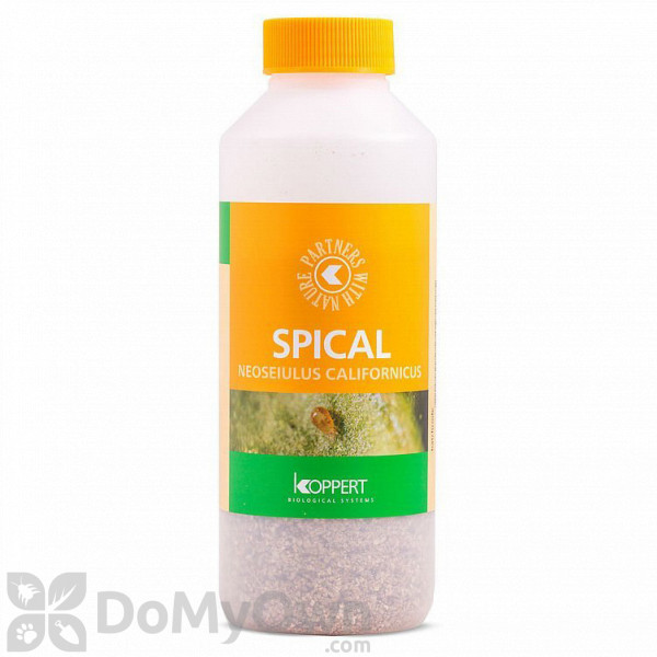 Koppert Spical (Amblyseius californicus)