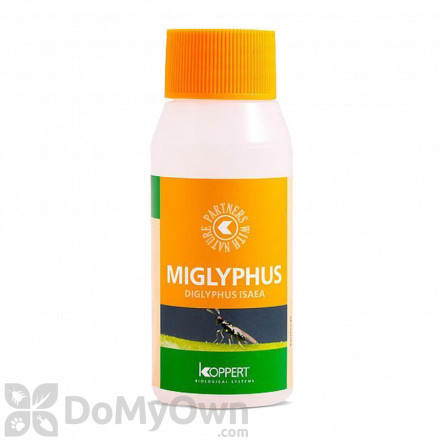 Koppert Miglyphus (Diglyphus isaea) 100 ml
