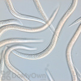 Alternate Image 1 Thumbnail