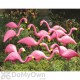 Bloem Pink Flamingo