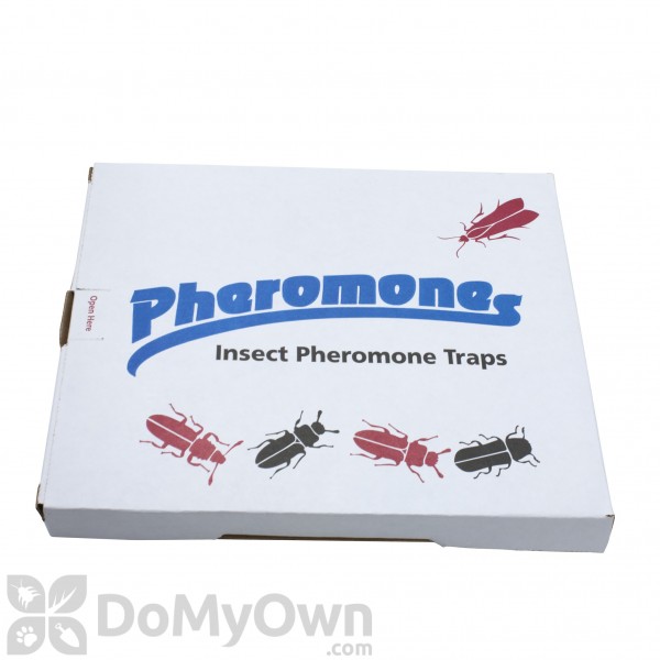Black Carpet Beetle Pheromone Lures (10-Pack)