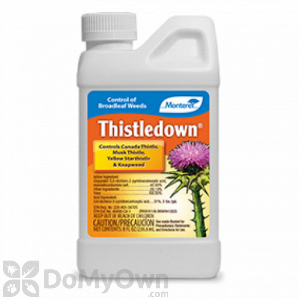 Monterey Thistledown