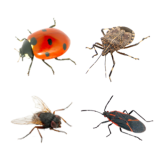 Overwintering Pests