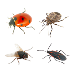 Overwintering Pests