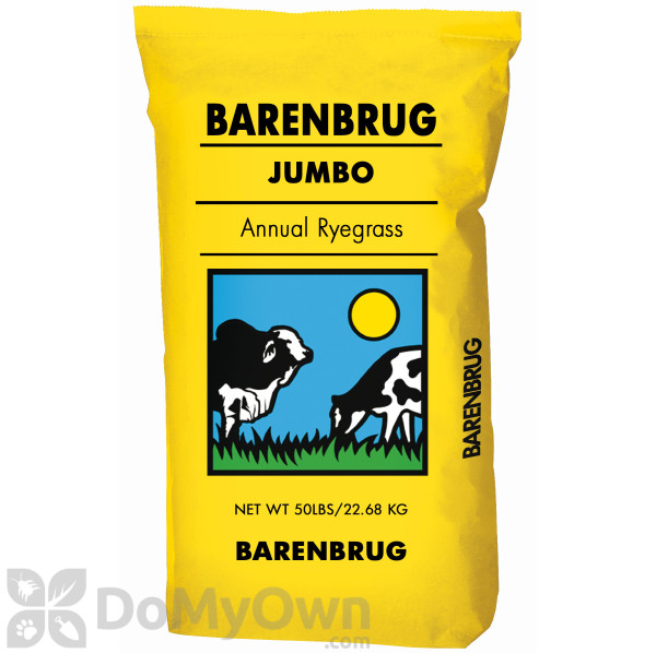 Barenbrug Jumbo Pasture Annual Ryegrass