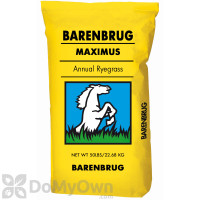Barenbrug Maximus Tetraploid Annual Ryegrass