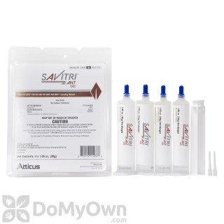 image of Savitri Ant Gel