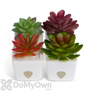 image of JT Eaton ZendoZones Fruit Fly Succulent Trap White