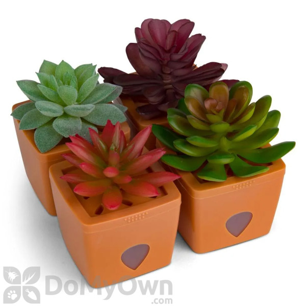 JT Eaton ZendoZones Fruit Fly Succulent Trap Terra Cotta