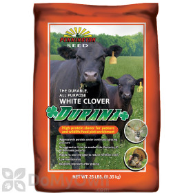 Pennington Durana White Clover 