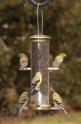 Aspects Thistle Tube Antique Brass Quick Clean Base Bird Seed Feeder (401)