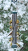 Aspects Quick Clean Spruce Nyjer Bird Feeder Large (428)