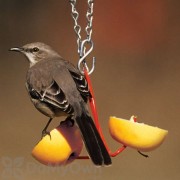 Droll Yankees Fruit Bird Feeder (FF)