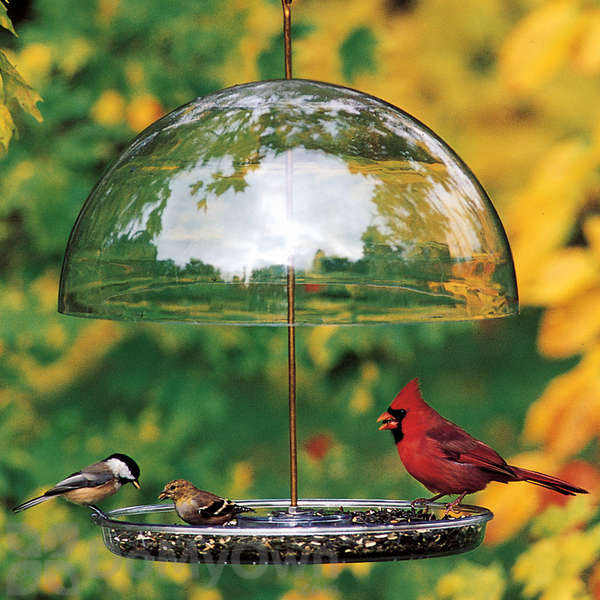 Droll Yankees Dorothy Bird Seed Feeder Dcf