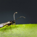 Alternate Image 1 Thumbnail