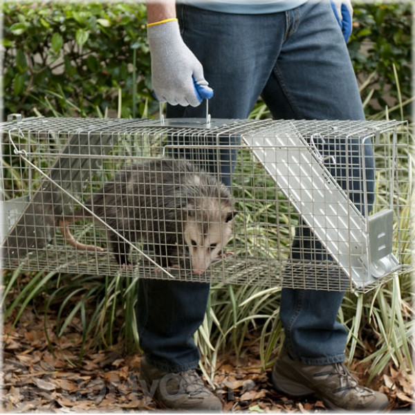 Havahart 1045 Live Animal Two-Door Raccoon, Stray Cat, Opossum