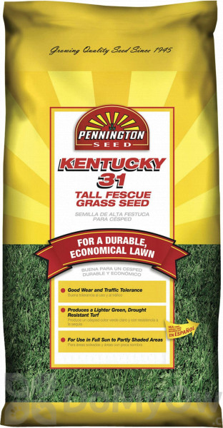 Pennington Kentucky 31 Fescue Plain With Rapid Results 