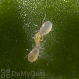 Alternate Image 1 Thumbnail