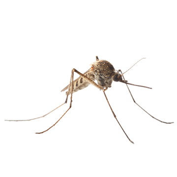 Mosquitoes