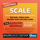 Orcon Control Scale Aphytis Melinus (5000 live adults) (AM-C5000) 