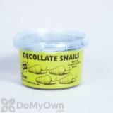 Orcon Decollate Snails (100 live adults) (DS-C100) 