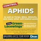 Orcon Green Lacewings