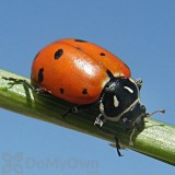 Orcon Ladybugs (1500 ladybugs) (LB-R1500)