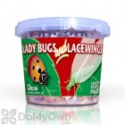 Orcon Ladybug and Lacewing (500 adult ladybugs  1000 lacewing eggs)