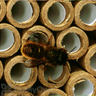 Orcon Replacement Tubes For Mason Bee Nest (35 tubes) (MB-RRT35) 
