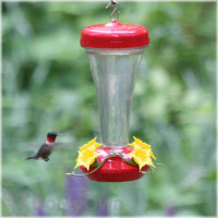 Perky Pet Top Fill Aster Hummingbird Feeder 16 oz. (122TF)