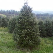BL Fraser Fir Christmas Tree