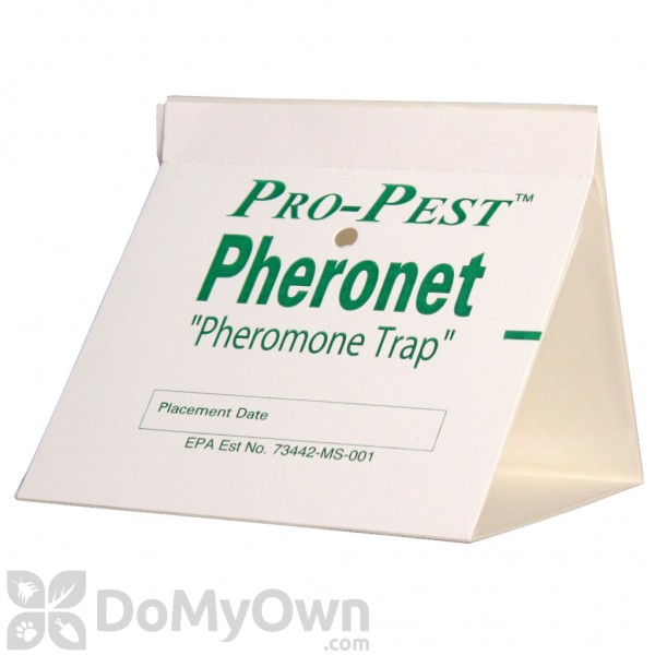 Pantry Pest Trap  Pantry Pest Pheromone Glue Trap - Free Shipping