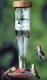 Schrodt Crystal Paradise Hummingbird Feeder 12 in. (HBLCP)