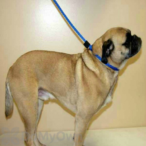 Soft Lines Dog Slip Leash 3 / 8\" Diameter x 8\' Royal Blue