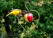 Songbird Essentials Heart Fruit Bird Feeder (SEHHHAPL)