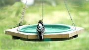 Songbird Essentials Green Mini Hanging Bird Bath (SE504)