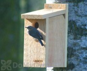 Songbird Essentials View Thru Bluebird House (SE542)