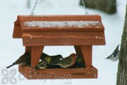 Songbird Essentials Fly Through Barn Bird Feeder (SE555)