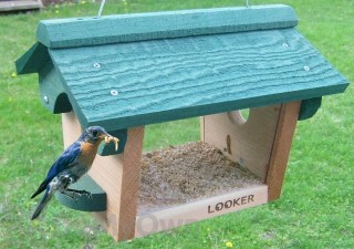 Songbird Essentials Post Mount Bluebird Feeder Sesc1050c