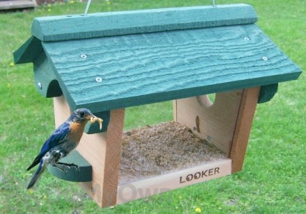 Mealworm Bird Feeders Supplies Bird Supplies Domyown Com